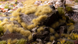 Пучки трави - Біжеві (дикі) 4 мм GamersGrass Grass Tufts Beige Wild GG4-BE GG4-BE фото 2