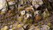 Пучки травы - Сухие зеленые (мелкие) 2 мм GamersGrass Tiny Tiny Dry Green GGTT-DG GGTT-DG фото 2