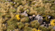 Набор пучков травы - &laquo;Горный&raquo; GamersGrass Tuft Sets Highland Tuft Set GGSET-HL GGSET-HL фото 2