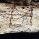 Текстура Diorama Series Сухий Ґрунт - Імітація покриття (Terrains Dry Ground) 250 мл AK-Interactive AK8015 AK8015 фото 3