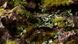 Лазерная резка - Хоста GamersGrass Laser Plants Plantain Lily GGLP-PL GGLP-PL фото 6